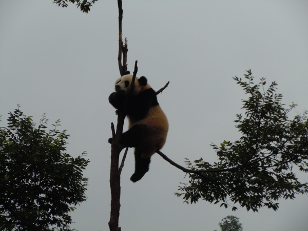 熊猫爬树图片