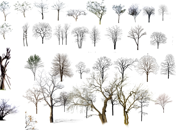 枯树冬天树图片