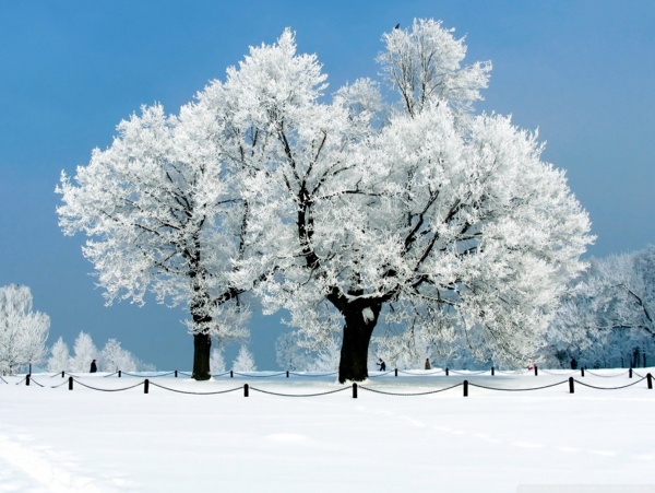 雪景