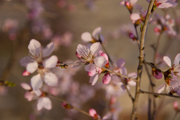 花枝俏图片