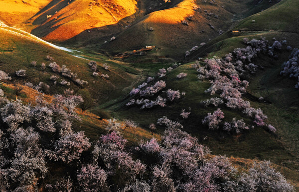 杏花沟图片