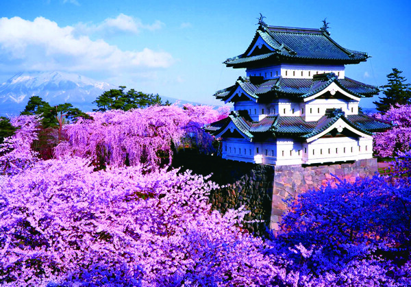 弘前城樱花图片