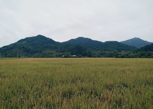 稻田图片