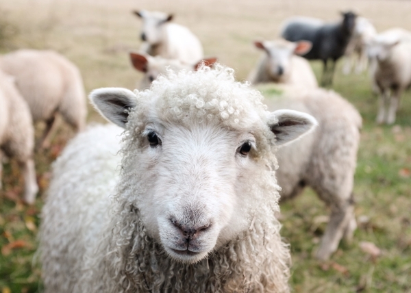 羊群绵羊养殖散养