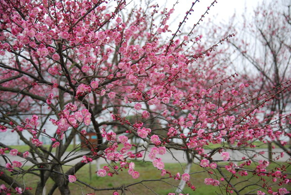 梅花红梅鲜花花植物