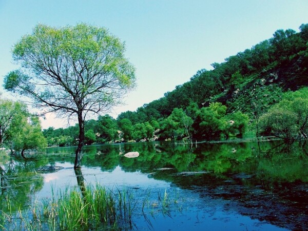 树植物水风景