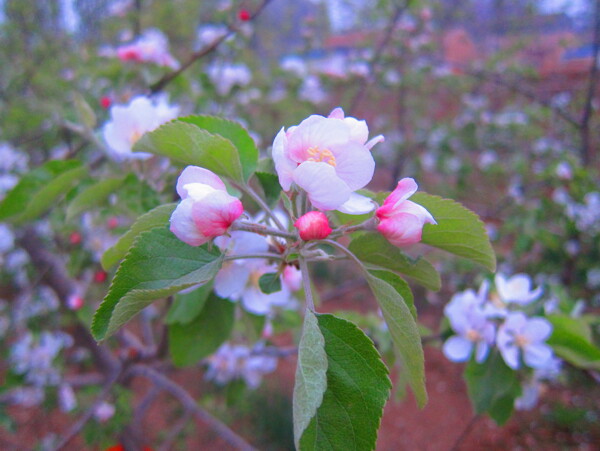 苹果花图片