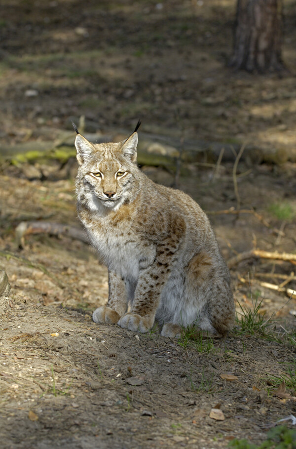 野生大猫图片