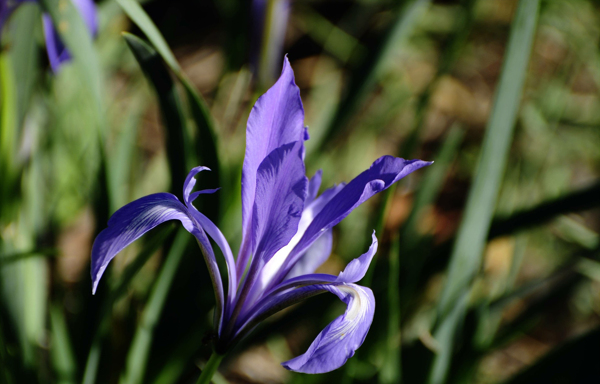 紫色马兰花