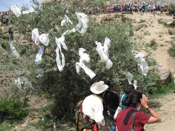 2010年雪顿节图片