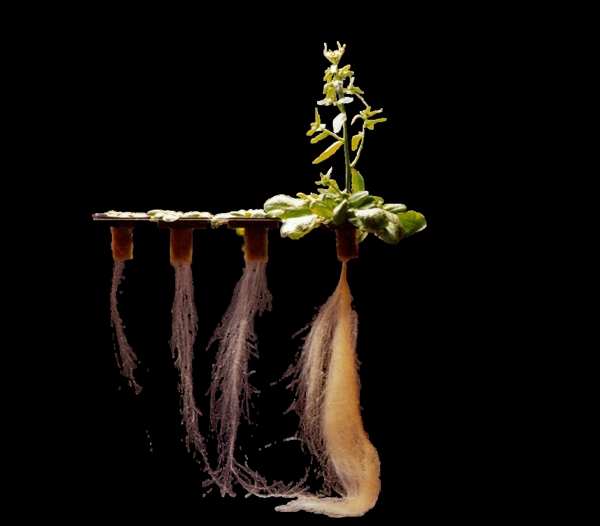 根系发达的植物图片