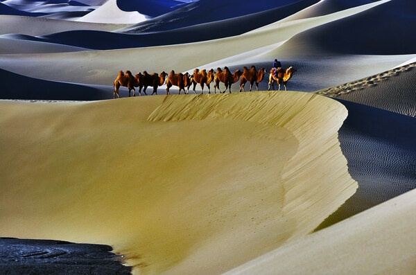 大沙漠骆驼群图片