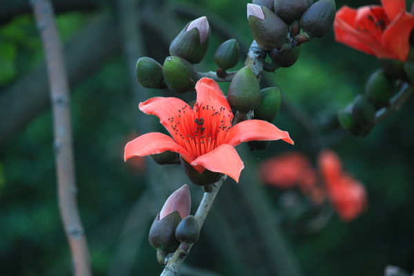 木棉花红花风景美