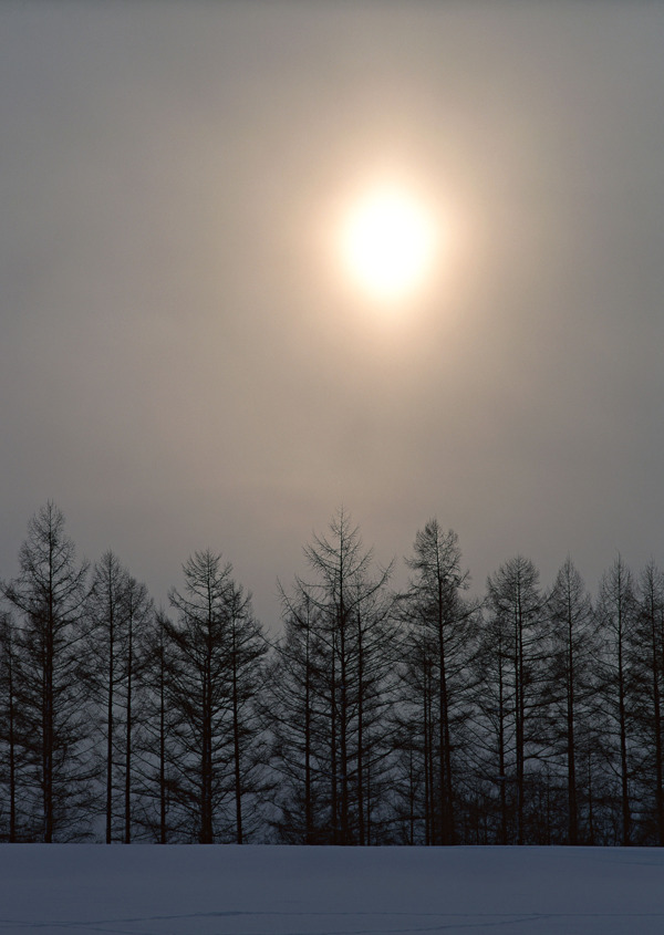 冬季树林风景摄影