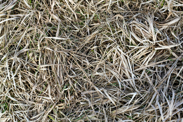 免费的图像干燥草地面干草