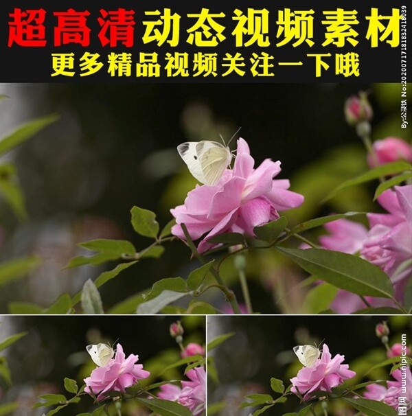粉色玫瑰月季鲜花盛开春天视频