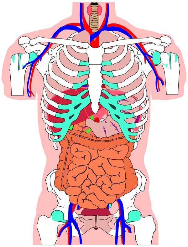 人体器官
