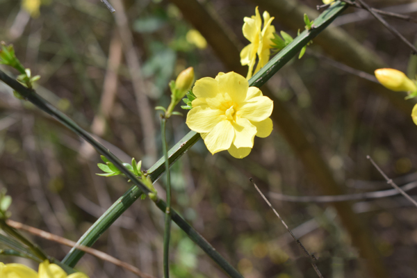 迎春花