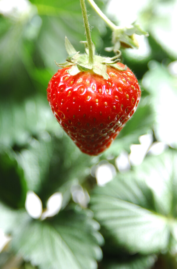 草莓083图片