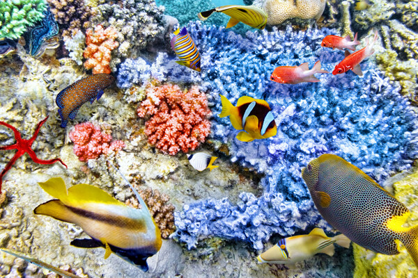 海底游鱼与珊瑚图片