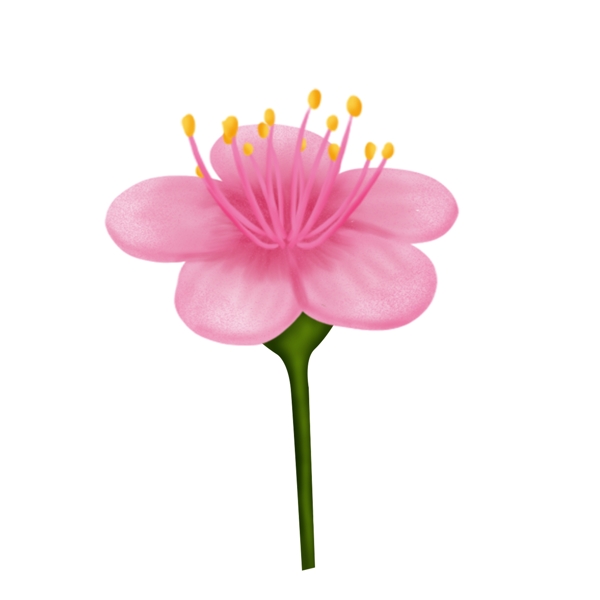 手绘植物樱花花束插画