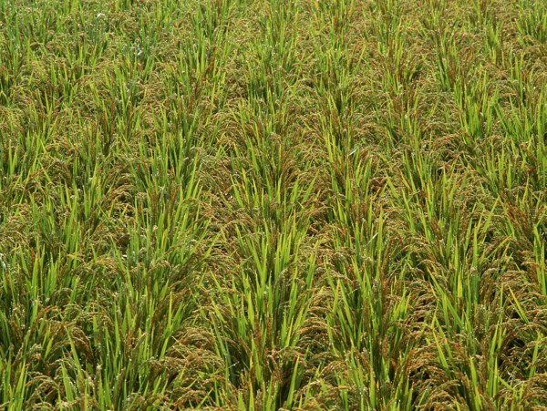 水稻抽穗图片