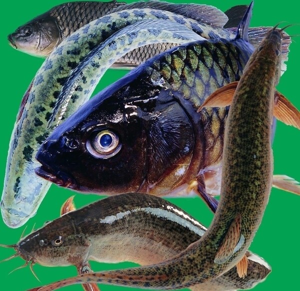 各种鱼的分层图片