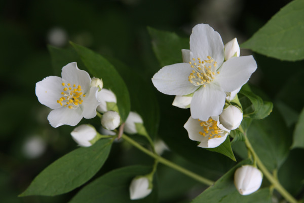 茉莉花