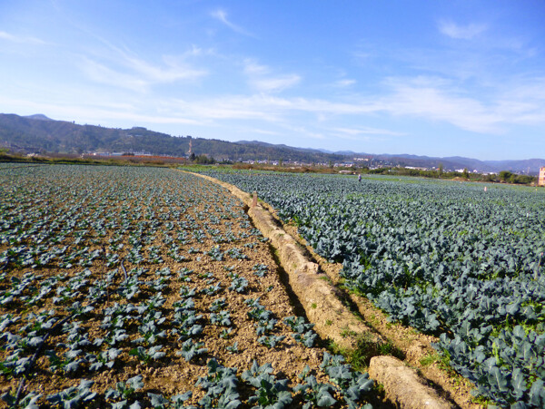 田园风光图片