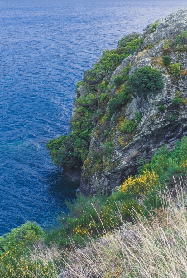 大海悬崖树木风景