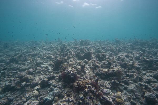 珊瑚礁与鱼类摄影图片