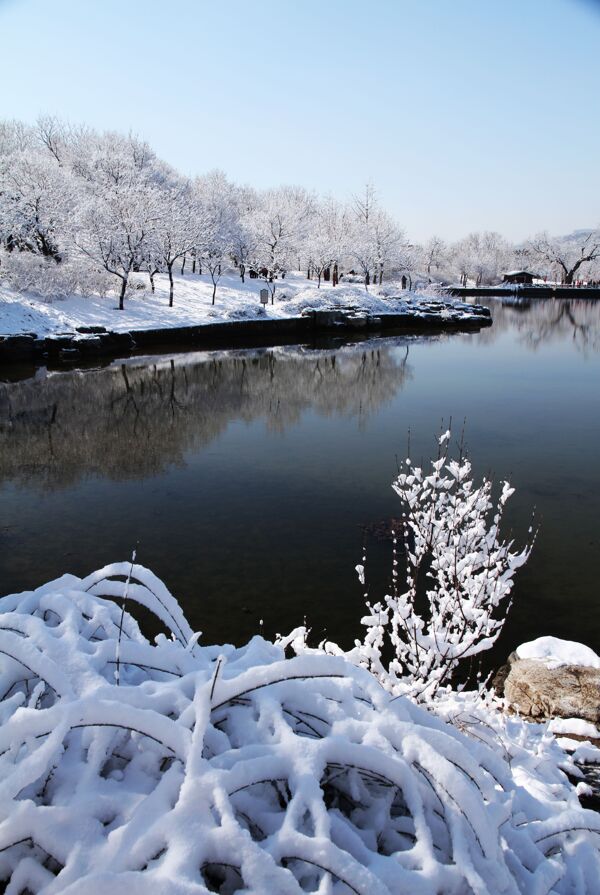 北京植物园雪景