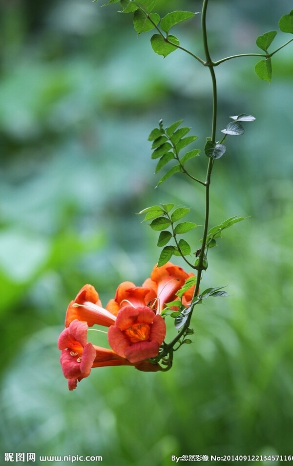 凌霄花图片