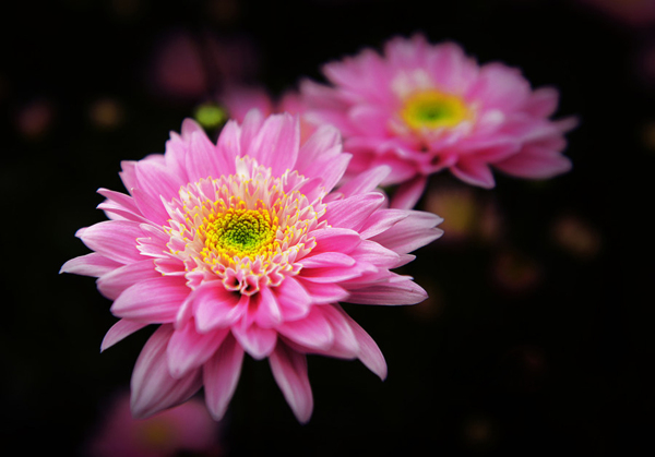 位图植物花朵写实花卉高清免费素材