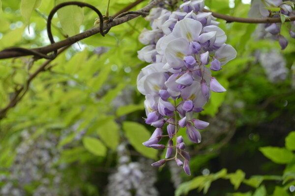 紫藤花开图片