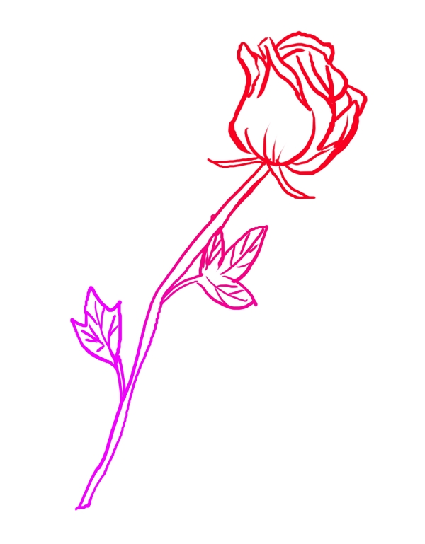 红色线描玫瑰花