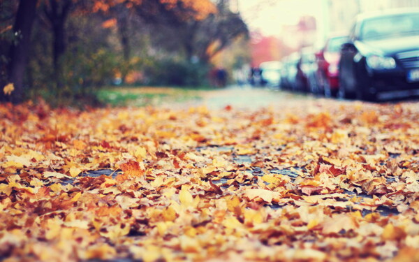 唯美秋天落叶风景图片