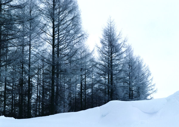 冬天雪景雪景大雪