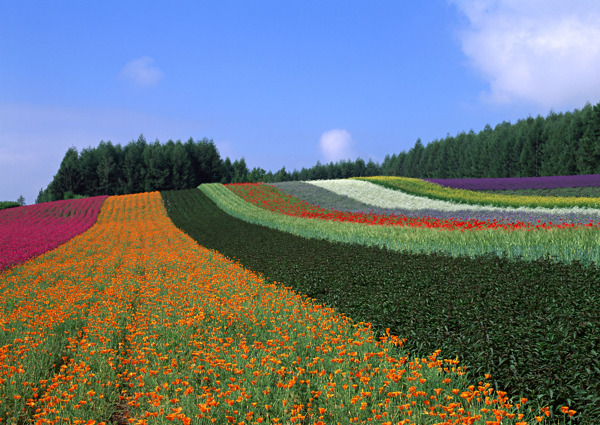 花田图片