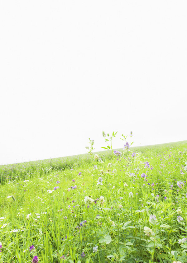 野花与草地摄影图片图片