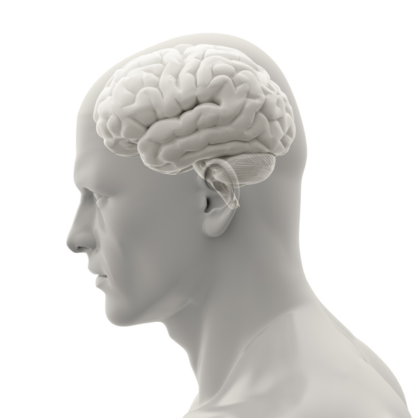 男性大脑模型图片