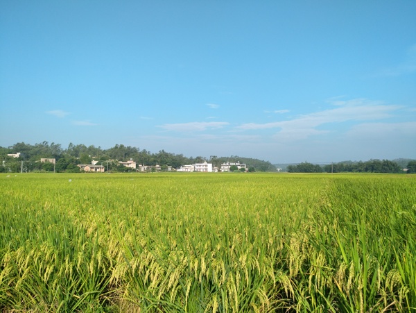 陆川县风光