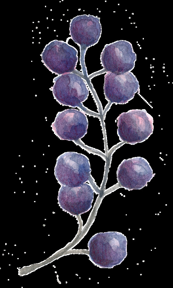 紫色迷人植物卡通透明素材