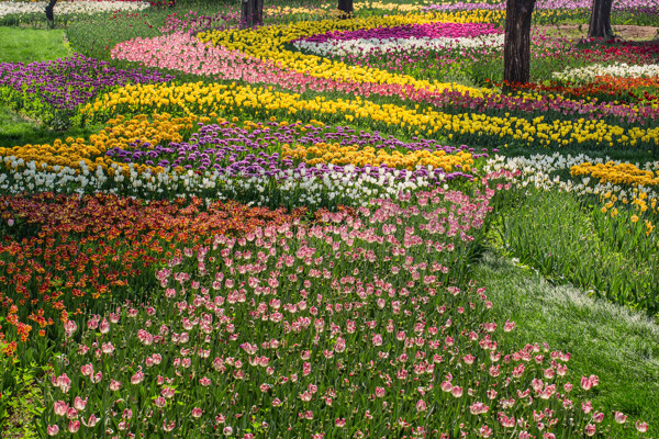 色彩缤纷的郁金香花海图片