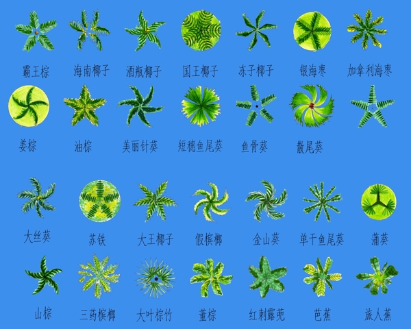 植物平面分层图图片