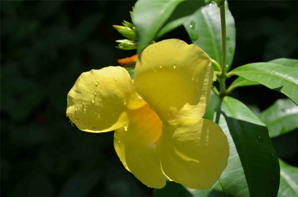 淡雅的连翘花