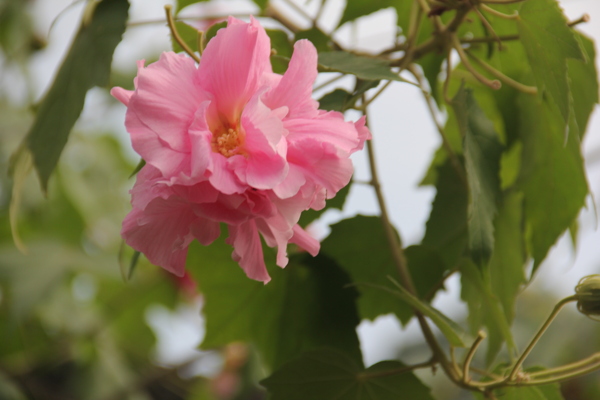 红色的木芙蓉图片