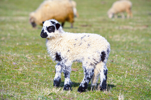 草地上的小羊图片