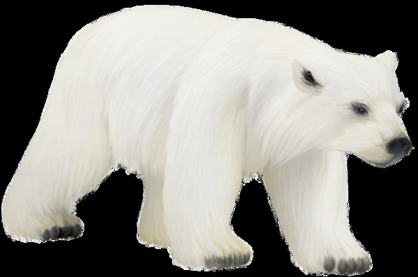 在走路的北极熊免抠png透明图层素材