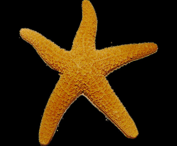黄色海星免抠png透明图层素材